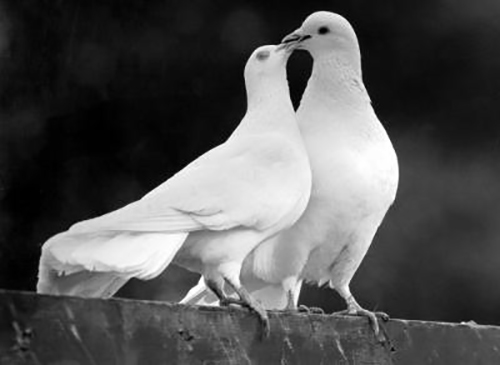 wedding-doves